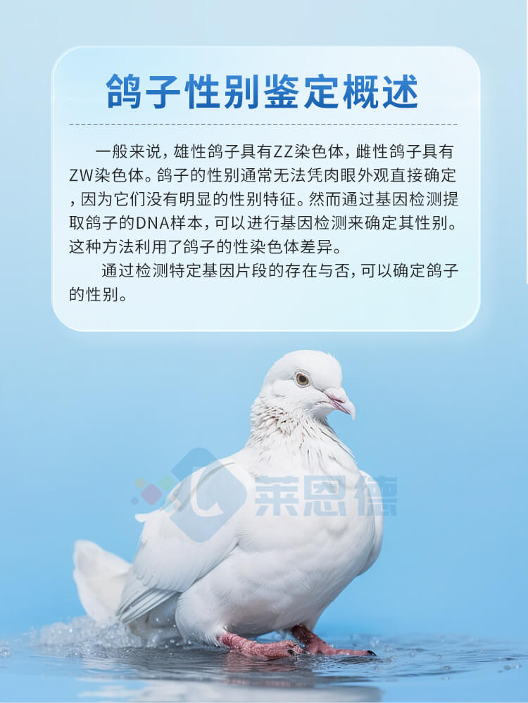 鴿子/鸚鵡性別DNA檢測儀