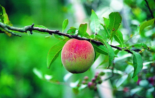 土壤水分溫度測定儀確保果園豐產(chǎn)穩(wěn)產(chǎn)