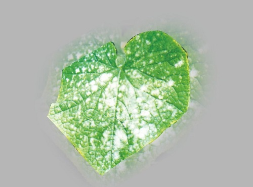 【重點(diǎn)介紹】植物病害診斷儀快速診斷植物病害的優(yōu)勢盤點(diǎn)