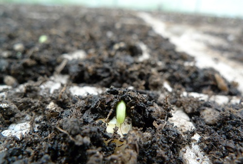 土壤鹽分速測儀在使用前需先了解哪些注意事項？