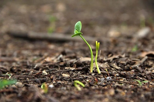 土壤養(yǎng)分速測儀在田間地頭的應(yīng)用（土壤養(yǎng)分速測儀的農(nóng)業(yè)功能）