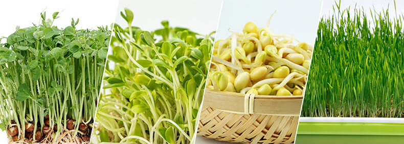 種子發(fā)芽好幫手，萊恩德智能科技助力種業(yè)研究更高效