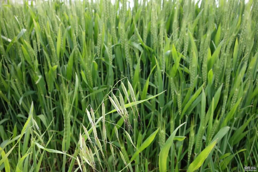 土壤水分測(cè)定儀在麥田中的應(yīng)用