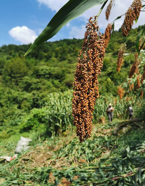 運用便攜式土壤水分速測儀做好高粱地水分監(jiān)測