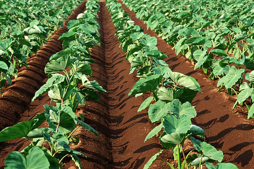 精細(xì)化農(nóng)業(yè)的發(fā)展離不開(kāi)的土壤養(yǎng)分檢測(cè)儀的助推