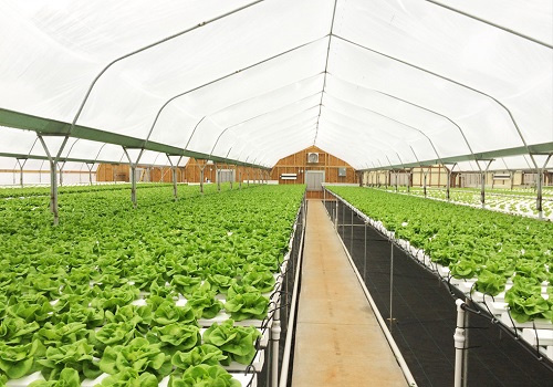 應(yīng)用土壤水分測定儀種植蔬菜有哪些好處