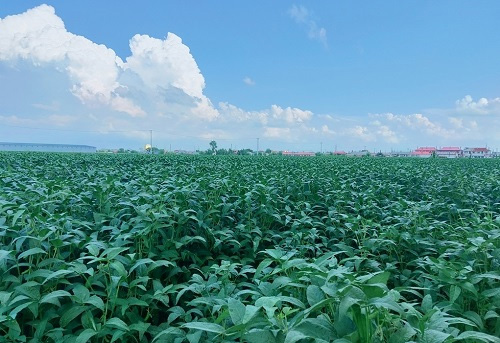土壤養(yǎng)分速測儀助力大豆增產(chǎn)