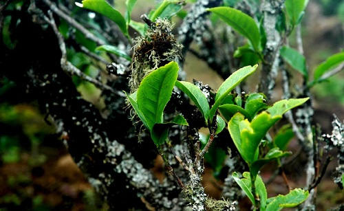 土壤分析儀分析土壤助力農(nóng)業(yè)科學(xué)管理