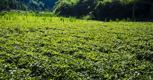 土壤養(yǎng)分速測儀是什么儀器設(shè)備？它是如何指導(dǎo)中藥材種植施肥