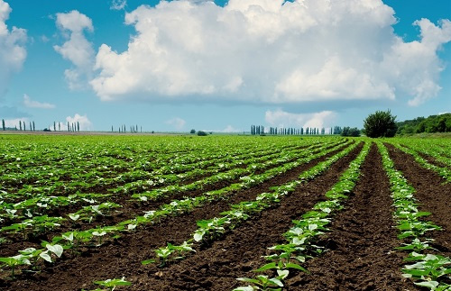 測土配方施肥,如何進(jìn)行土樣采集?