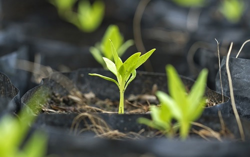 土壤養(yǎng)分檢測儀土壤中養(yǎng)分含量對作物的影響有哪些