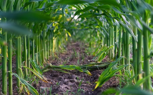 土壤養(yǎng)分速測儀輕松提升土壤肥力效果