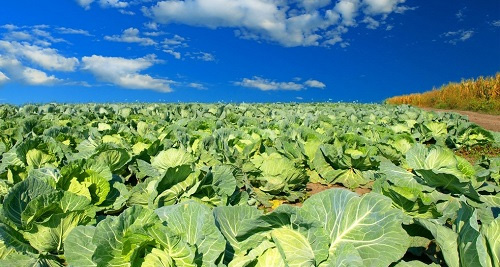 土壤水分溫度鹽分測(cè)定儀在降解土壤鹽害方面的應(yīng)用