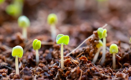 土壤測(cè)試儀指導(dǎo)有機(jī)肥的正確使用