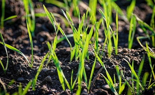 土壤水分測定儀：在最適合的時間給麥田補(bǔ)水