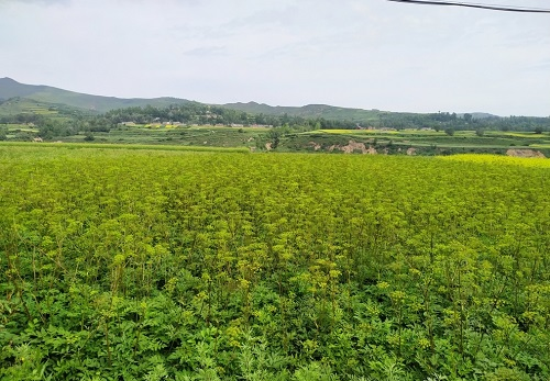土壤水分測(cè)定儀降低藥材種植施水難度