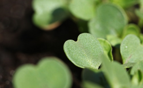 針對性地改良，土壤養(yǎng)分檢測儀辨別土壤性質(zhì)