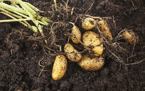 土壤水分溫度測定儀在馬鈴薯科學(xué)栽培中的應(yīng)用