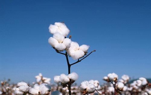 土壤墑情測定儀保障棉花安全生產(chǎn)