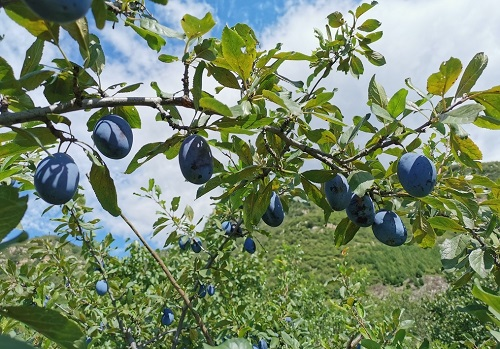 果園管理技術(shù)提升之土壤水分溫度速測儀