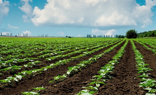 利用土壤水分測定儀把握精準(zhǔn)的作物灌溉時(shí)機(jī)