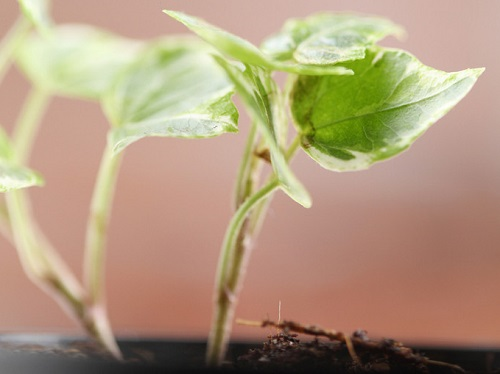 除了提高施肥效率，土壤養(yǎng)分測定儀可以減少蔬果中化學(xué)殘留物