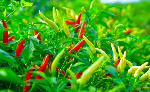 如何滿足作物生長期的水分需求？土壤水分測定儀輕松搞定