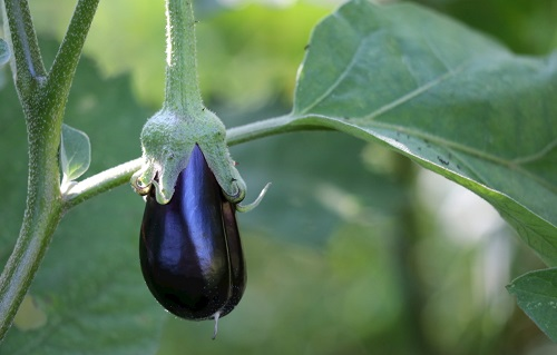 土壤養(yǎng)分測定儀是種植高品質(zhì)蔬菜的必備單品
