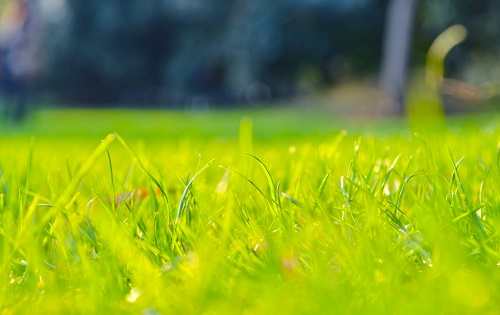 快速土壤水分測定儀讓草坪草更綠、更美