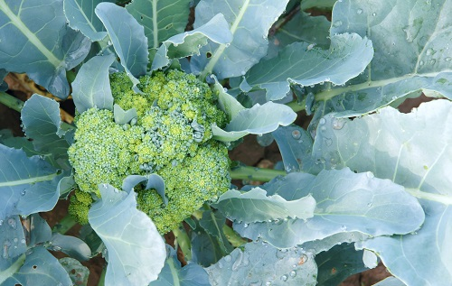 利用土壤水分溫度檢測儀掌握西蘭花澆灌的“度”