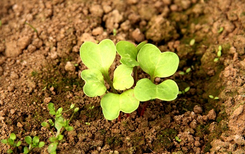 用土壤肥料檢測儀開展測土配方施肥的工作思路