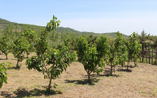 土壤墑情實時監(jiān)測系統(tǒng)在桑園栽植中“大顯身手”
