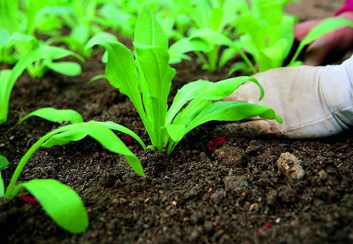 農(nóng)業(yè)灌溉吃不準？節(jié)水灌溉“黑科技”土壤水分測定儀 ，促蔬菜產(chǎn)量翻番