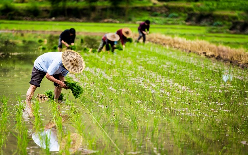 土壤水分測定儀為差異化節(jié)水灌概提供依據(jù)