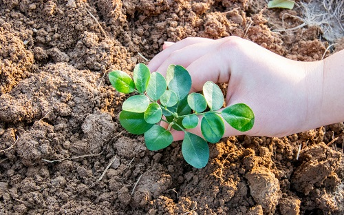 為什么土壤養(yǎng)分速測儀能夠指導(dǎo)科學(xué)施肥？因?yàn)橥寥蕾|(zhì)量為何越來越差