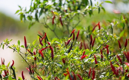 一線種植人員的新寵--土壤養(yǎng)分檢測儀，落實(shí)精準(zhǔn)施肥