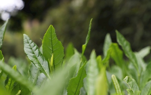 茶葉大國(guó)應(yīng)用，土壤養(yǎng)分檢測(cè)儀可以對(duì)茶葉合理施肥有何等指導(dǎo)作用？