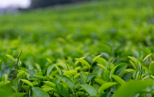 土壤溫濕度儀助推傳統(tǒng)茶產(chǎn)業(yè)優(yōu)質(zhì)發(fā)展，指導(dǎo)灌溉作業(yè)