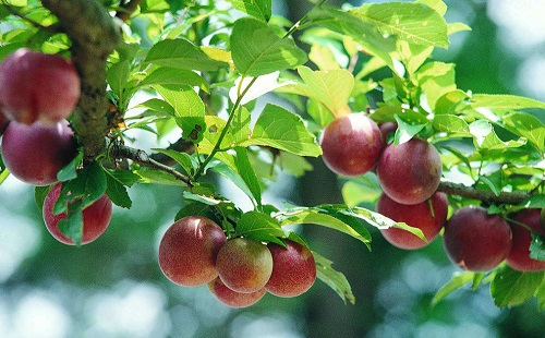 土壤墑情監(jiān)測(cè)系統(tǒng)助力“智慧種果”產(chǎn)銷兩旺