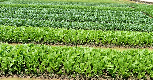 蔬菜種植,土壤養(yǎng)分檢測儀能發(fā)揮作用嗎?