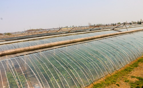 土壤太“咸”了，蔬菜遭殃了！土壤鹽分速測儀解決鹽漬化