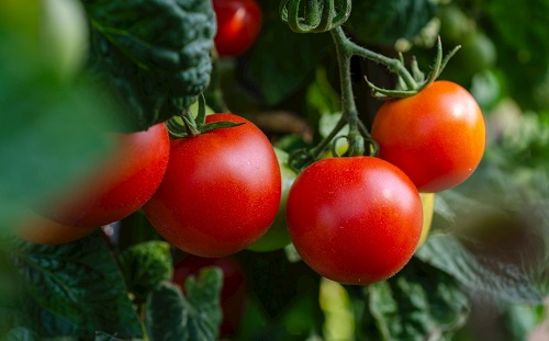 土壤pH測試儀科學檢測和分析讓土壤回歸綠色健康