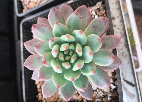 爆料-土壤儀器在多肉植物種植上亮了一把