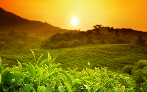 土壤緊實(shí)度測(cè)定儀—影響花花草樹木生長(zhǎng)發(fā)育的重要條件