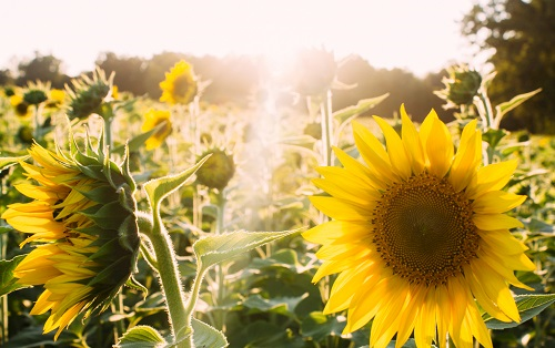 土壤養(yǎng)分快速檢測(cè)儀的功能是什么?
