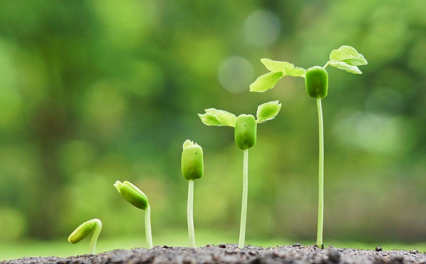 土壤養(yǎng)分速測儀的使用方法（土壤養(yǎng)分速測儀的詳情操作步驟）