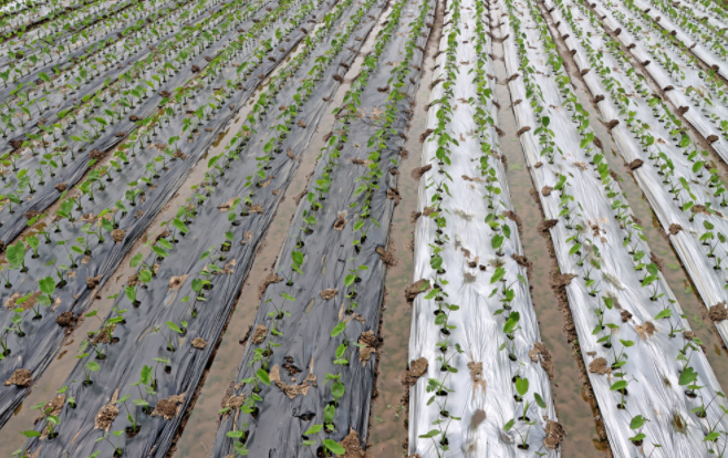 土壤水分速測儀的主要優(yōu)勢分析是什么？