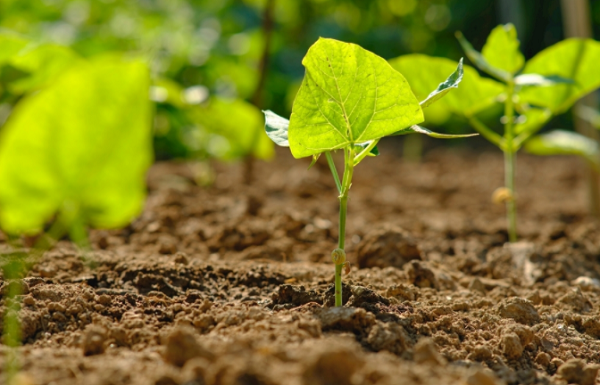 準(zhǔn)確了解士壤性質(zhì)的重要手段（土壤硬度計(jì)）介紹