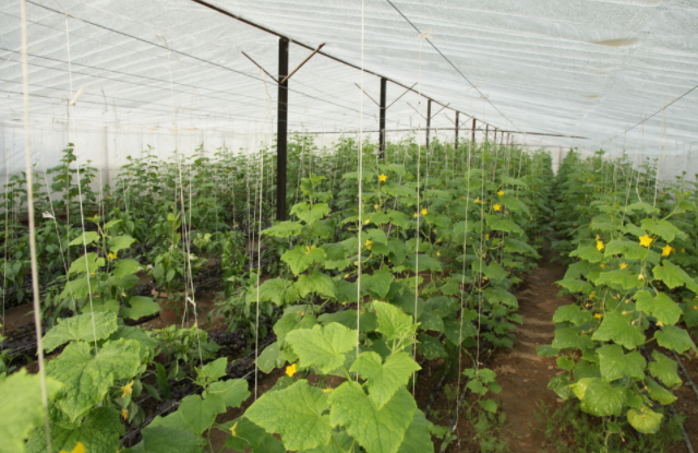 土壤水分測定儀對(duì)提升蔬菜種植質(zhì)量有什么好處