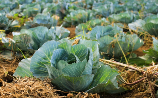 蔬菜口感好、營養(yǎng)高，土壤肥料養(yǎng)分速測儀功不可沒